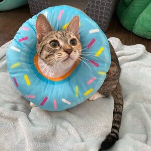 Cat Cone Collar Soft, Cat Recovery Collar, Donut Kitten Cone, Surgery Recovery
